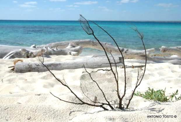 Catalina Island is a prime snorkel destination